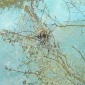 Biotope 0 7