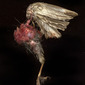 WingLeg1