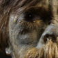 From Portraits from Beyond