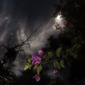 Floras_Veraniega