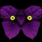 From "Floras" Papyrus