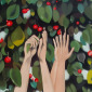 Cherries collectors
