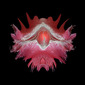 Cyclops