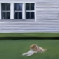 Dog in Yard - Abstract Still Life