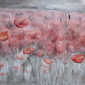 Poppies grey day