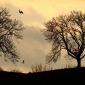 Wild Evening