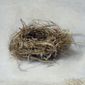 Nest