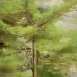 Pines, Spring
