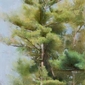 Pines, Summer