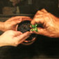 Sapling 