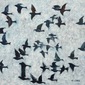 Flight