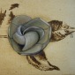 Camellia study