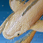 Fibonacci's Fish