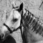 CAVALO TOMANDO SOL