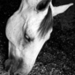 CAVALO COMENDO FENO DENTRO DE COCHEIRA APOS BANHO.BRAZIL.