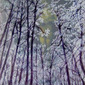 Sighing Forest