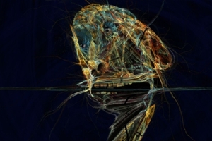 Ian Polkey