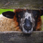 Lookin' at Ewe