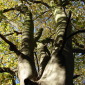 Tree Trunk