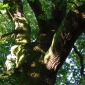 Tree Trunk