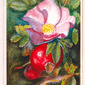 Wild Rose