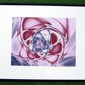 The Rose