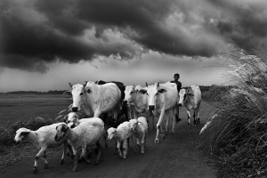 Arup Ghosh