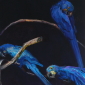 The Night of Hyacinth Macaws