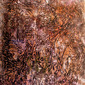 Kathy Shetler