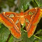 Atlas Moth