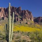 Superstitions with Saguaros