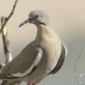 White-winged Dove