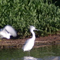 Ruffled Feathers