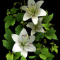 White Lilies
