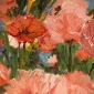 Wild Poppies