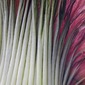 Titan Arum 1