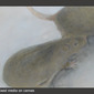 Two Rats and a cockroach