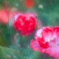 Phantoms of the Rose #4