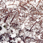 snow trees