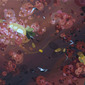 Crowning Fire