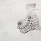 Dog perro