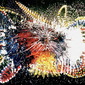 Flash I Maurizio Sacchini