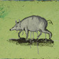 pig