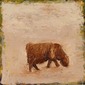 hairy cow