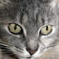 Cat Face