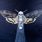 Guenter Pusch