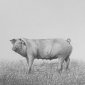 Sau (sow)