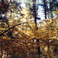 Yellow Profusion Angela Cappetta