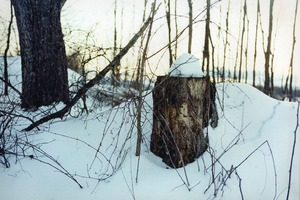 Snow Stump Angela Cappetta