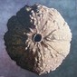 Seed Planet